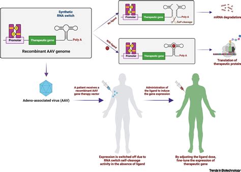 Designing Rna Switches For Synthetic Biology Using Inverse Rna Folding