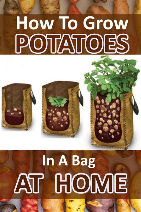 How To Grow Potatoes In A Bag At Home