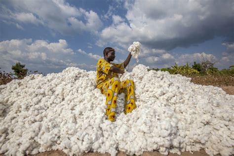 Growing Benin S Organic Cotton Sector Traid