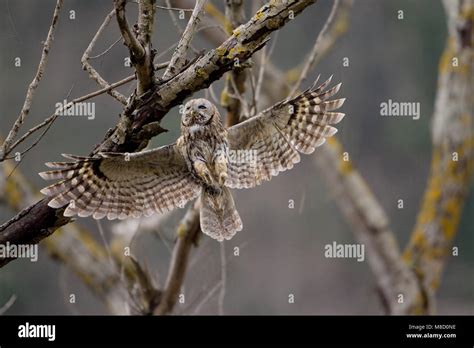 Chouette Hulotte Strix Aluco Adulte Banque De Photographies Et Dimages