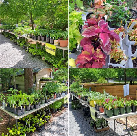 Master Gardeners Plant Sale Starts At 9 Am Tomorrow