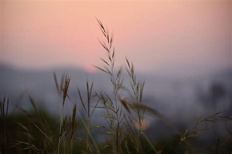 Wallpaper Sunlight Leaves Sunset Nature Sky Field Sunrise