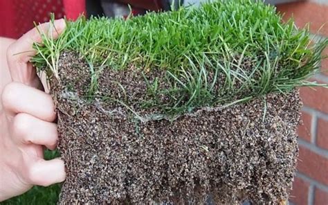 Comprehensive Guide What Is Hybrid Grass Turf Ekip Grass