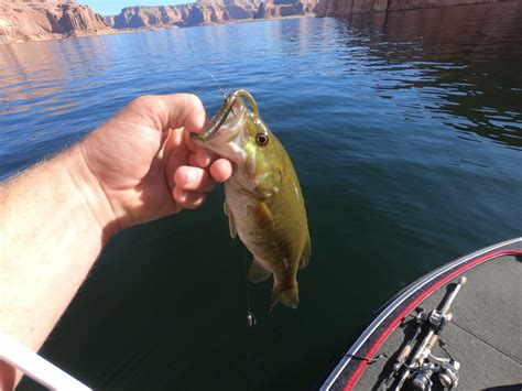 Lake Powell Fishing Tips Fall Largemouth Smallmouth Bass Kraken Bass