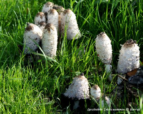 Vroege Vogels Foto Schimmels Geschubde Inktzwammen