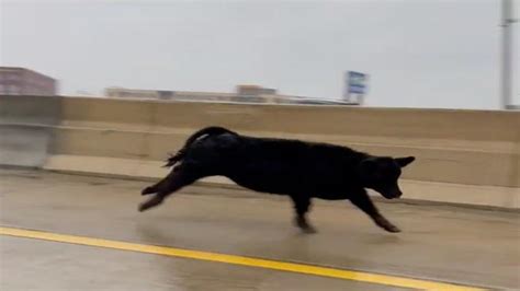 Mucca In Fuga Scappa Dal Camion Che La Porta Al Mattatoio E Corre In