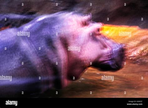 hippo hippopotamus underwater swimming amphibious Stock Photo - Alamy