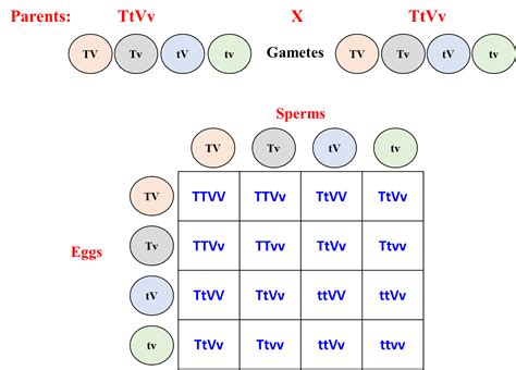 Punnett Square Probability Practice Problems Channels For Pearson