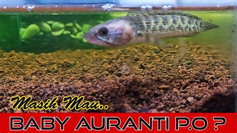 Masih Minat Baby Channa Auranti Po Aurantimaculata Youtube