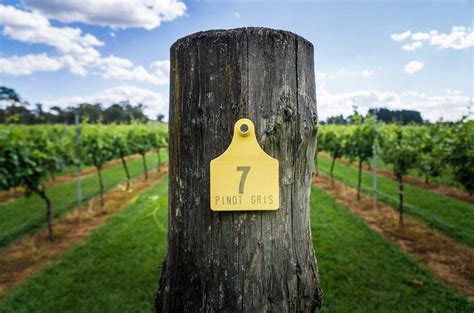 Pinot Grigio vs Pinot Gris: Is there a difference? - Decanter