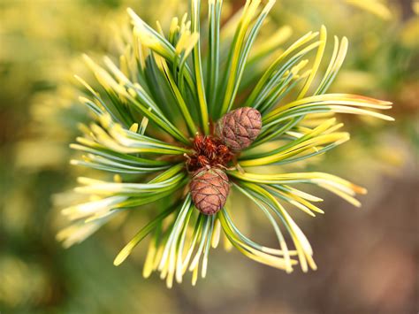 Pinus Parviflora Goldilocks Tenysu Kazu Japanese White Pine Conifer Kingdom