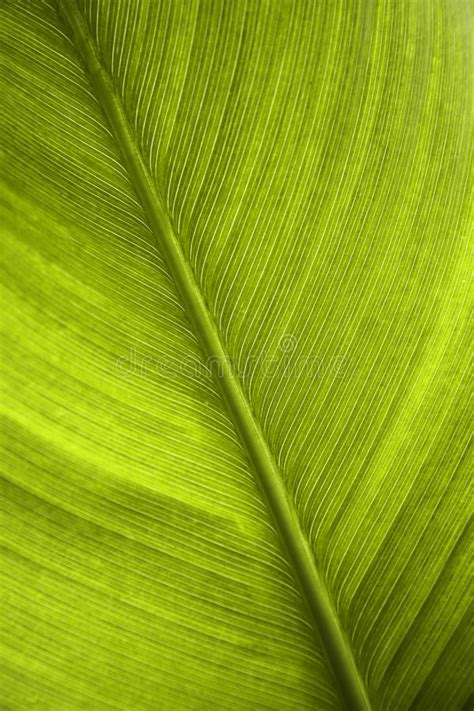 Fundo Verde Da Textura Da Folha Imagem De Stock Imagem De Nave Flora