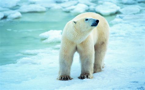 Polar Bear Wallpapers Images Photos Pictures Backgrounds