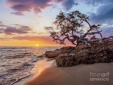 Lone Tree By The Jack Sprat Beach At Sunset Treasure Beach Saint