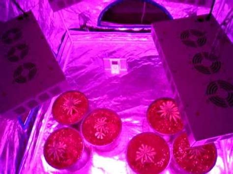 2nd All LED Grow Right After Clone Transplant YouTube