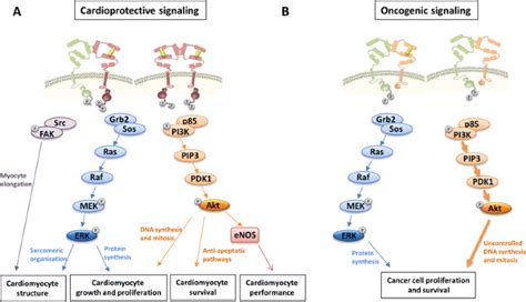 Erbb2 Signaling At The Crossing Between Heart Failure And Cancer