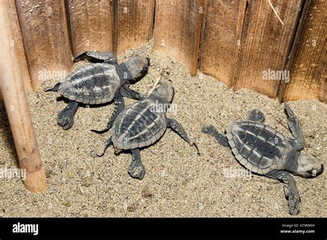 Tortuga Golfina Lepidochelys Olivacea Crías En Hatchery Protectora India Fotografía De Stock