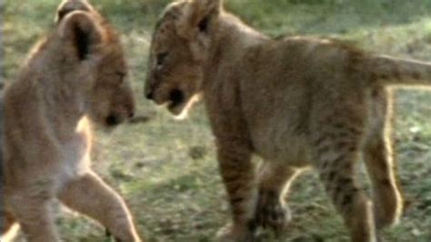 Cbbc Roar Clips The Lion