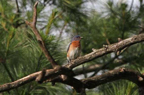 2023 Bird Watching Hikes In May Friends Of Lapham Peak Unit Kettle