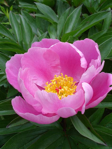 Paeonia lactiflora - Wikipedia