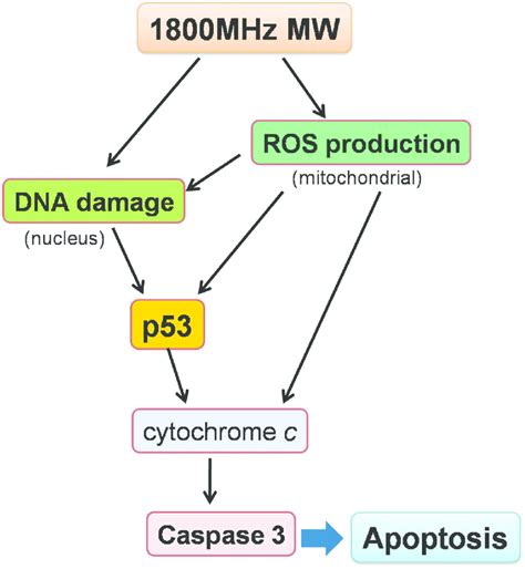 Schematic Representation Of P53 Activation Of Caspase 3 Signaling Download Scientific Diagram