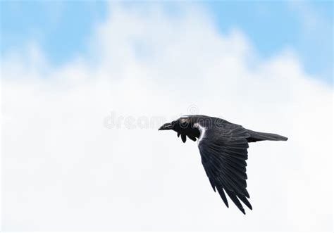 Flying Raven in a Cloudy Sky Stock Photo - Image of animal, single ...