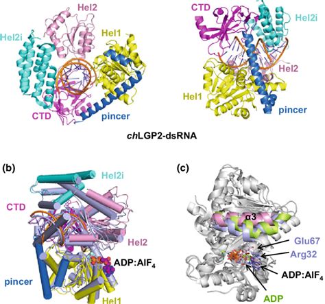 Structures Of Lgp Dsrna Complex A The Structure Of Chlgp Dsrna