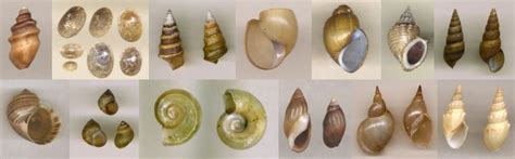 Freshwater Molluscan Shells