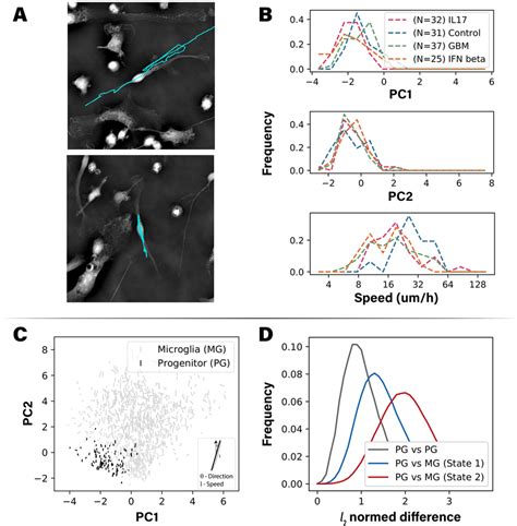 Morphodynamic State Of Neural Progenitor Cells In The Test Dataset A