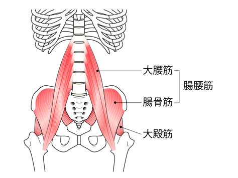 ぽっこりお腹に効かせる腸腰筋ストレッチ 鍼灸・接骨院 白澤堂hakutakudou