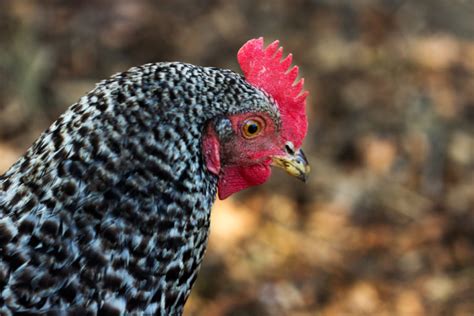 Plymouth Rock Chicken Breed Guide - Know Your Chickens