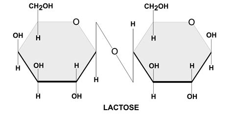 What Is Biomolecules Definition Of Biomolecules Notes Examples Books