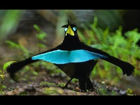 New Guinea Tropical Birds - Tropical Island Rare Bird Species | DocumentaryTube