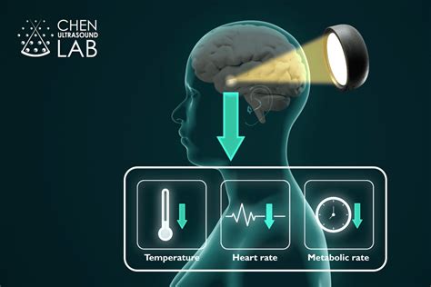 Ultrasound to the brain induces hibernation in mice – and maybe humans