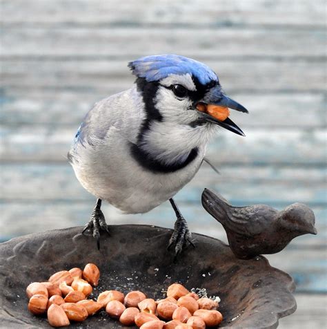 Free Blue Jay Bird Images Pixabay