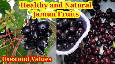 Uses Of Jamun Fruits And Trees Medicinal Values Of Jamun Explained In