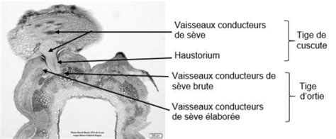 Bac Général Spé SVT Session Juin 2021 Asie Sujet 2 SVT Académie