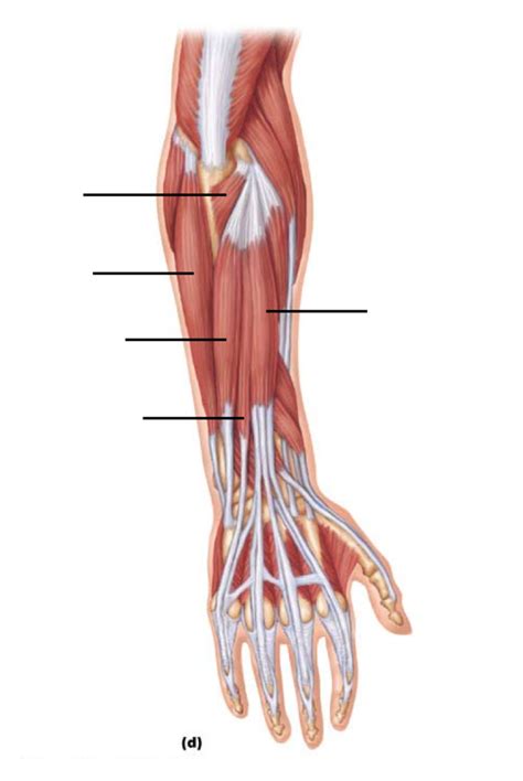 Lower Arm Diagram Quizlet