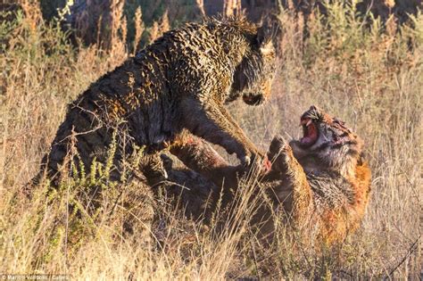 Tigers Slash Each Other With Their Claws In Dramatic Fight Over