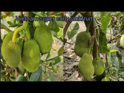 Vietnam Super Early Jackfruit Plant Available Hai Contact