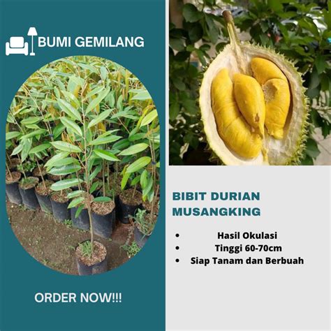 Jual Bibit Tanaman Durian Musangking Super Unggul Shopee Indonesia