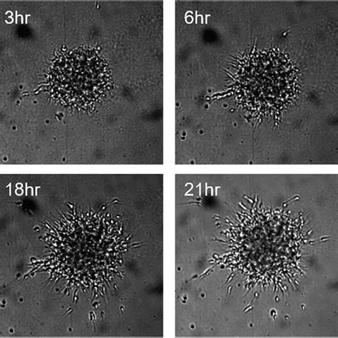 Time Lapse Imaging Of Spheroid Migration Using The Ge In Cell The In Download Scientific