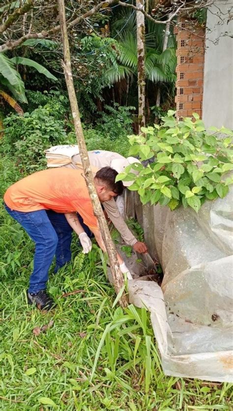 Combate A Dengue No Piquiatuba Prefeitura Municipal De Colares