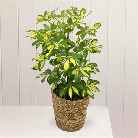 Umbrella Plant Schefflera Plant Care Guide