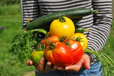 Gratis Afbeeldingen Fabriek Fruit Eten Produceren Groente