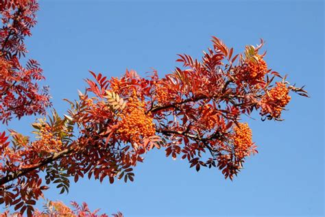 Sorbus americana | American mountain ash - Van den Berk Nurseries