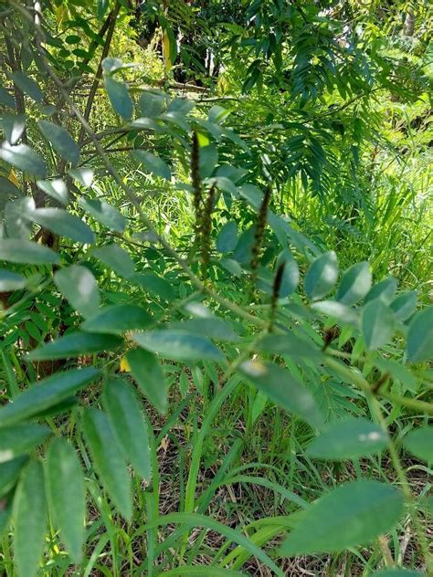 Indigofera Zollingeriana Miq Flora Mundial Pl NtNet Identify