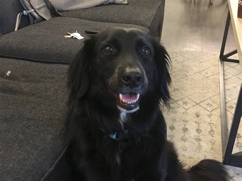 Training A High Energy Flat Coat Retriever Collie Mix To Stop Jumping