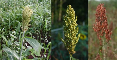 Food Plot Species Profile Grain Sorghum National Deer Association