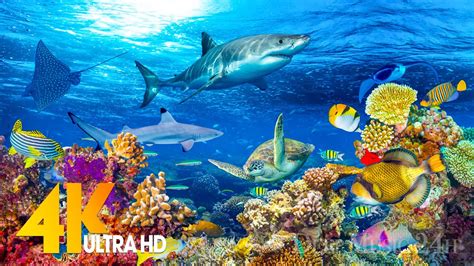 The Ocean 4K - Sea Animals for Relaxation, Beautiful Coral Reef Fish in ...